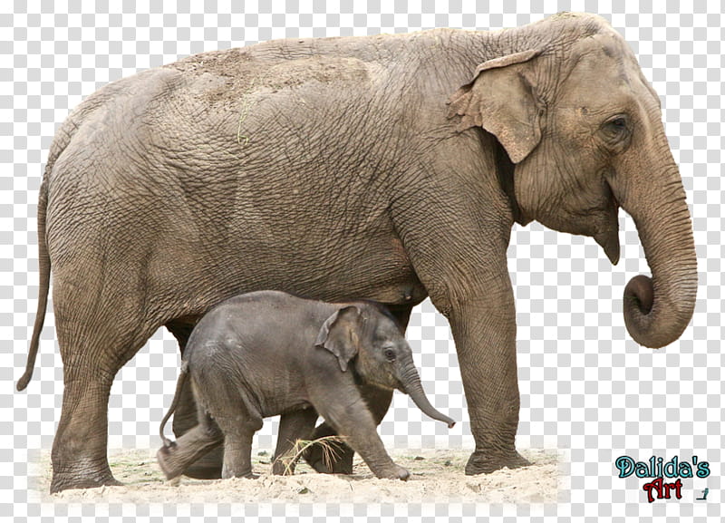 Indian Elephant, brown elephant and baby elephant transparent background PNG clipart