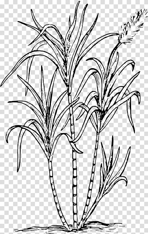 Drawing Of Family, Sugarcane, Candy Cane, Plant, Grass Family, Leaf, Flower, Plant Stem transparent background PNG clipart
