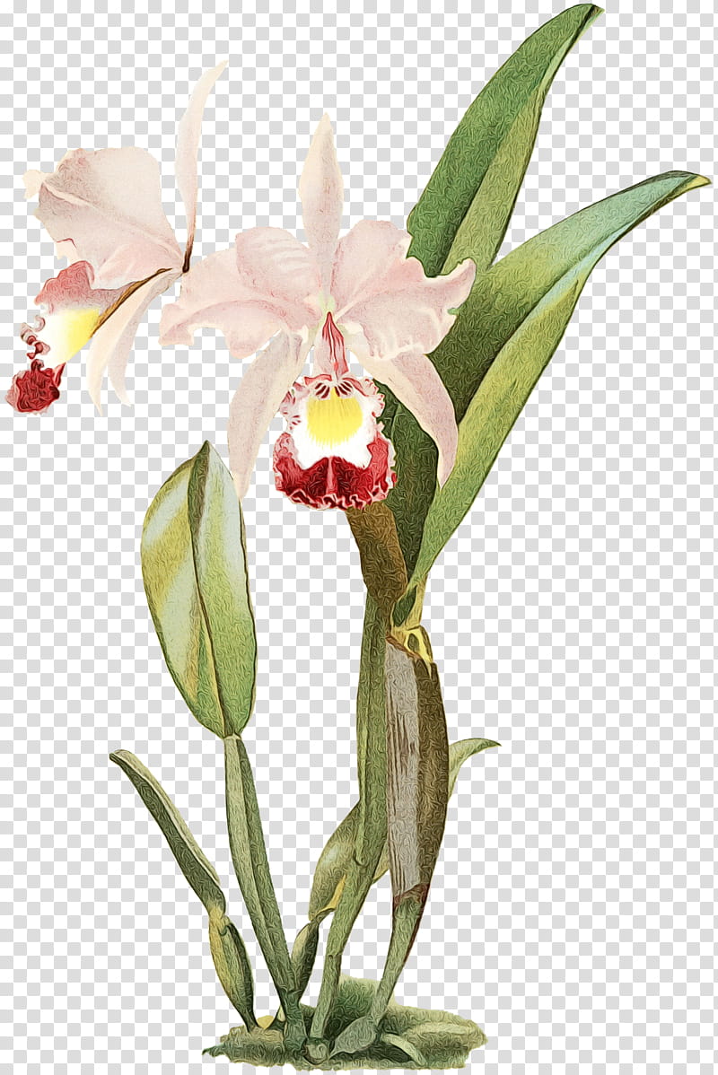 Christmas Flower, Reichenbachia Orchids Illustrated And Described, Crimson Cattleya, Cattleya Percivaliana, Moth Orchids, Plants, Christmas Orchid, Singapore Orchid transparent background PNG clipart