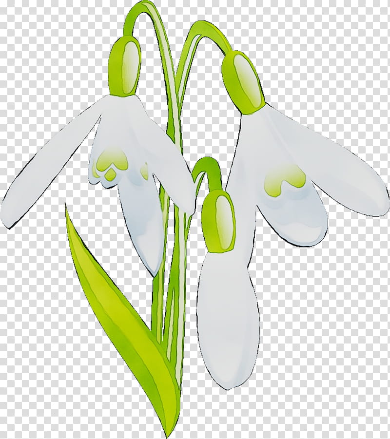 Summer Flower, Technology, Snowdrop, Galanthus, Plant, Amaryllis Family, Summer Snowflake, Iris transparent background PNG clipart