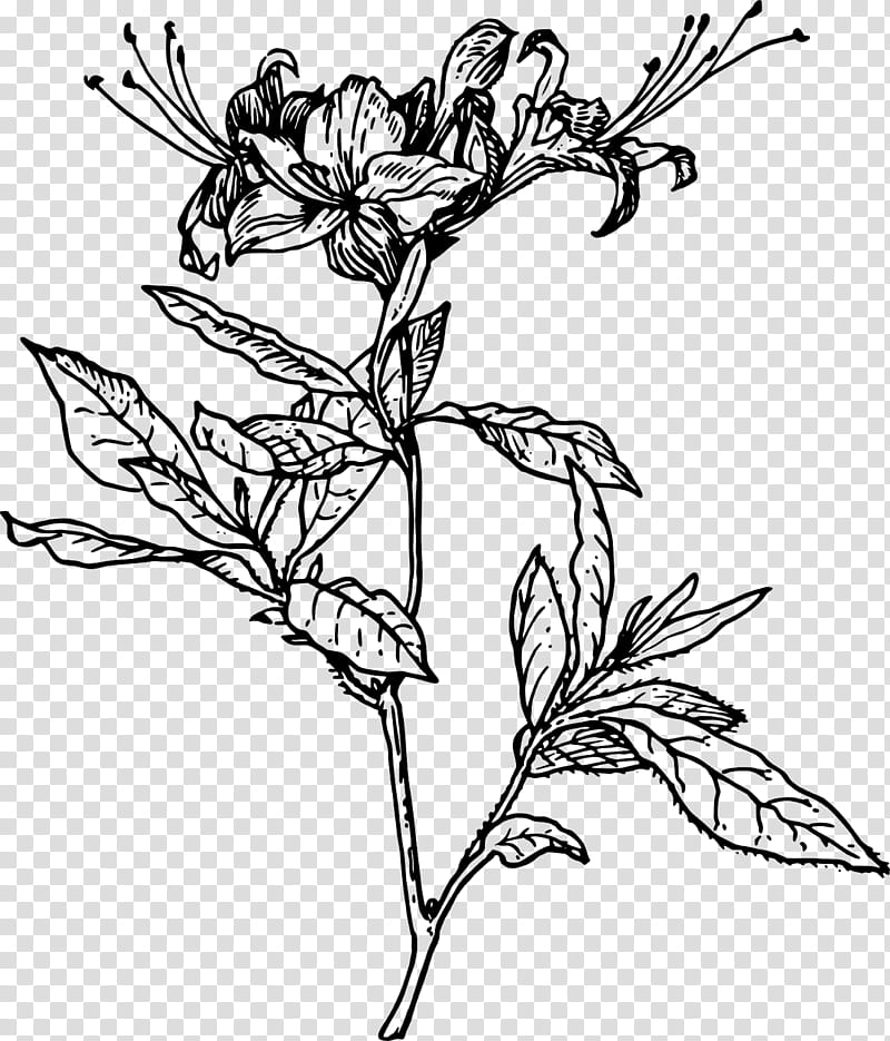 Flower Line Art, Azalea, Rhododendron, Drawing, Plant, Blackandwhite ...