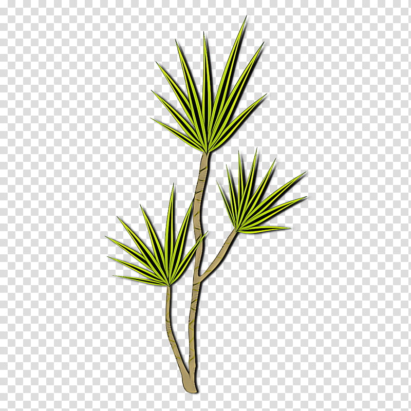 plant leaf flower white pine shortstraw pine, Grass, Tree, Lodgepole Pine, Jack Pine, Red Pine, Grass Family, American Larch transparent background PNG clipart