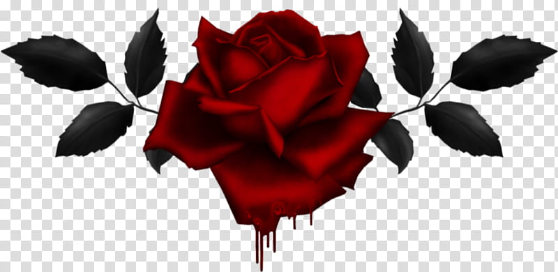 Black Rose Drawing, Garden Roses, Red, Flower, Rose Family, Plant, Petal, Leaf transparent background PNG clipart