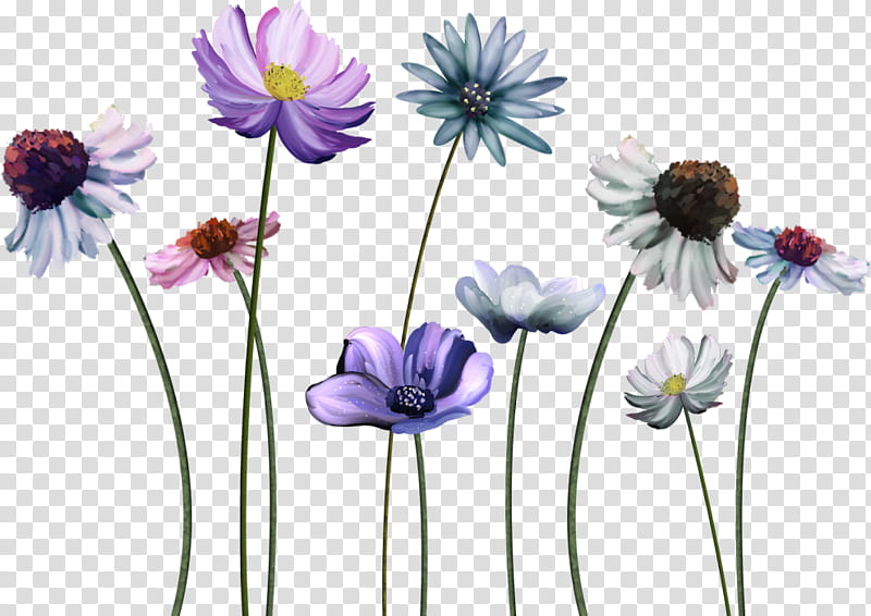 Plants, Common Daisy, Flower, Blume, Chamomile, Petal, Desktop Metaphor, Flower Bouquet transparent background PNG clipart