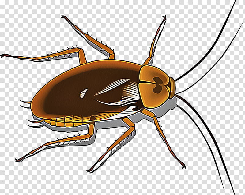 insect cockroach pest beetle ground beetle, Parasite, Leaf Beetle transparent background PNG clipart