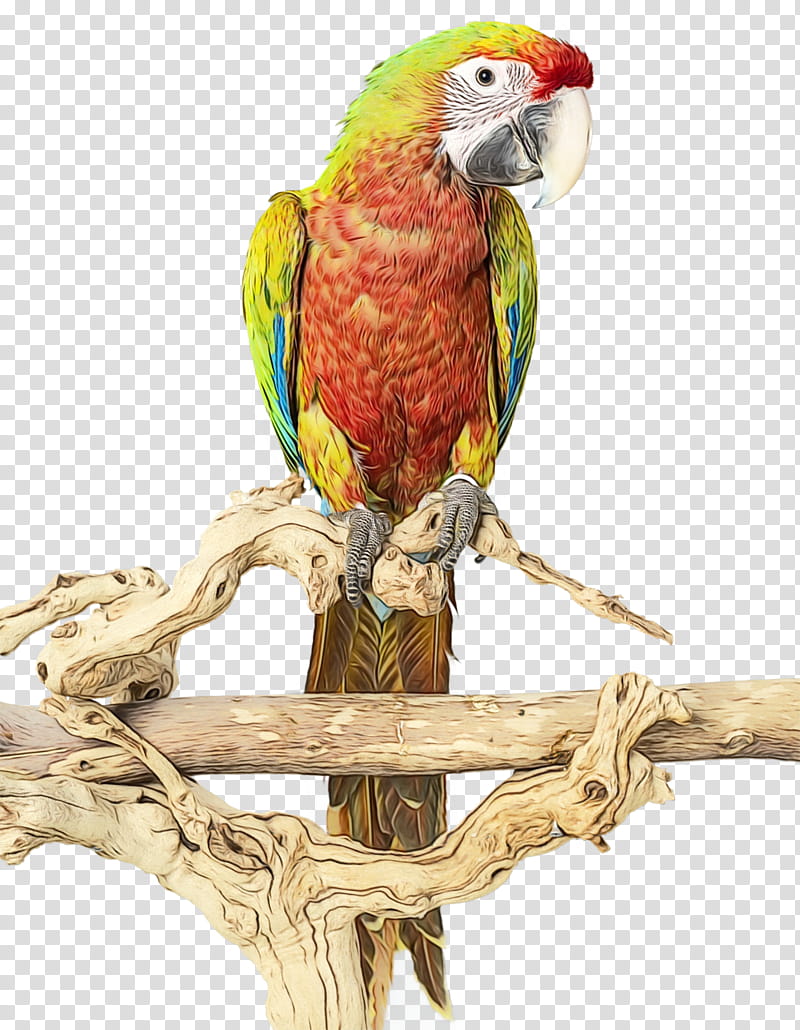 bird macaw parrot beak parakeet, Watercolor, Paint, Wet Ink, Budgie, Bird Toy, Bird Supply transparent background PNG clipart