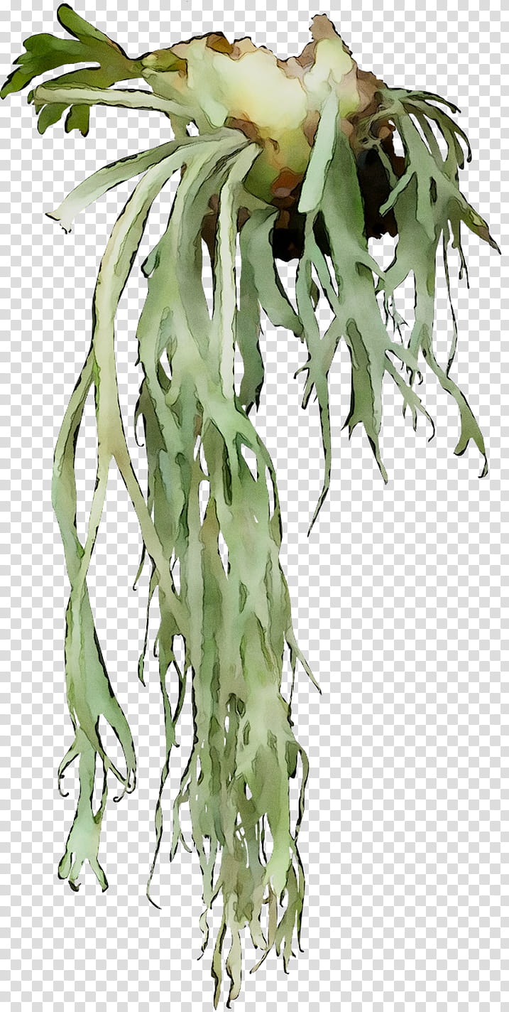 Eucalyptus Tree, Flower, Plant Stem, Plants, Cactus, Costa Rican Pitahaya, Nightblooming Cactus, Epiphyllum transparent background PNG clipart