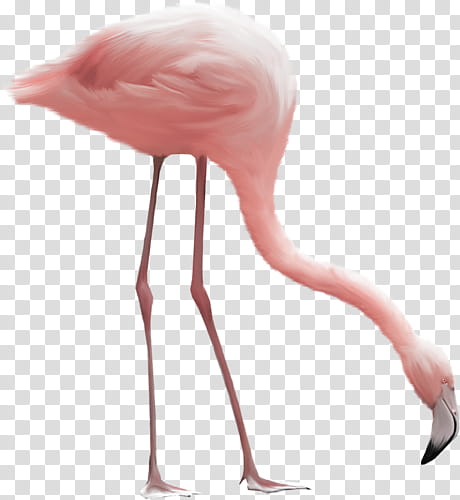 pink flamingo transparent background PNG clipart