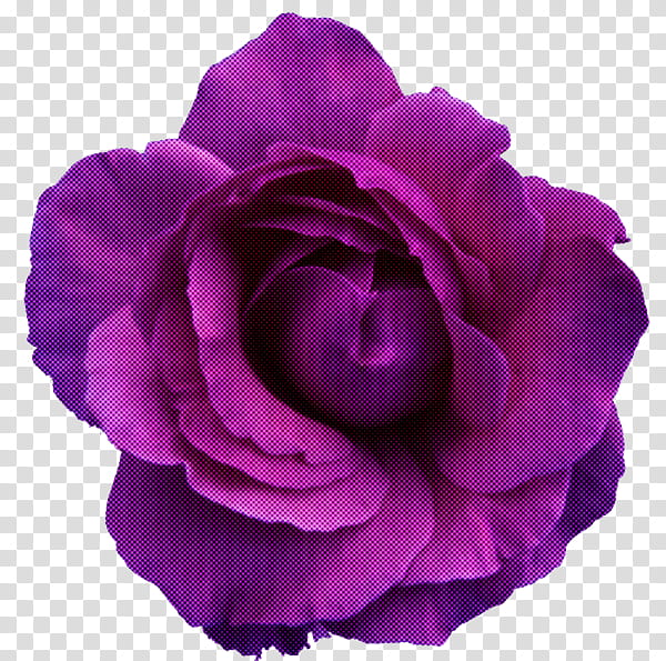 Garden roses, Violet, Purple, Petal, Pink, Flower, Rose Family, Plant transparent background PNG clipart