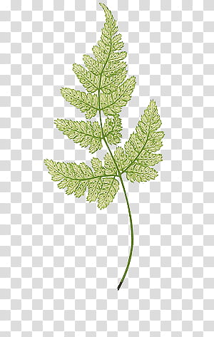 Ferns Secret Garden Library transparent background PNG clipart