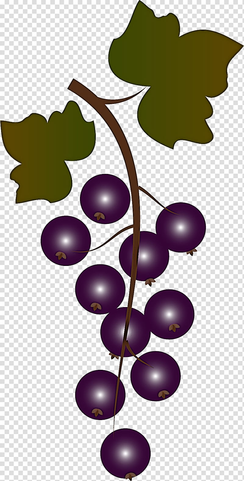 grape leaf grape leaves grapevine family plant, Fruit, Tree, Vitis, Woody Plant, Seedless Fruit transparent background PNG clipart