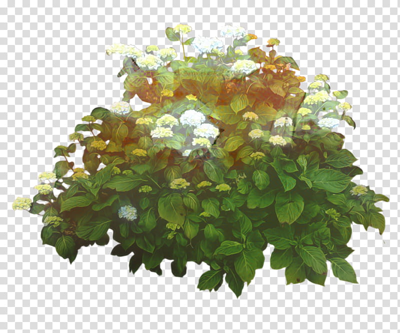 Rose Flower, Judastree, Shrub, Hydrangea, Plants, Juniper, Redbuds, Leaf transparent background PNG clipart