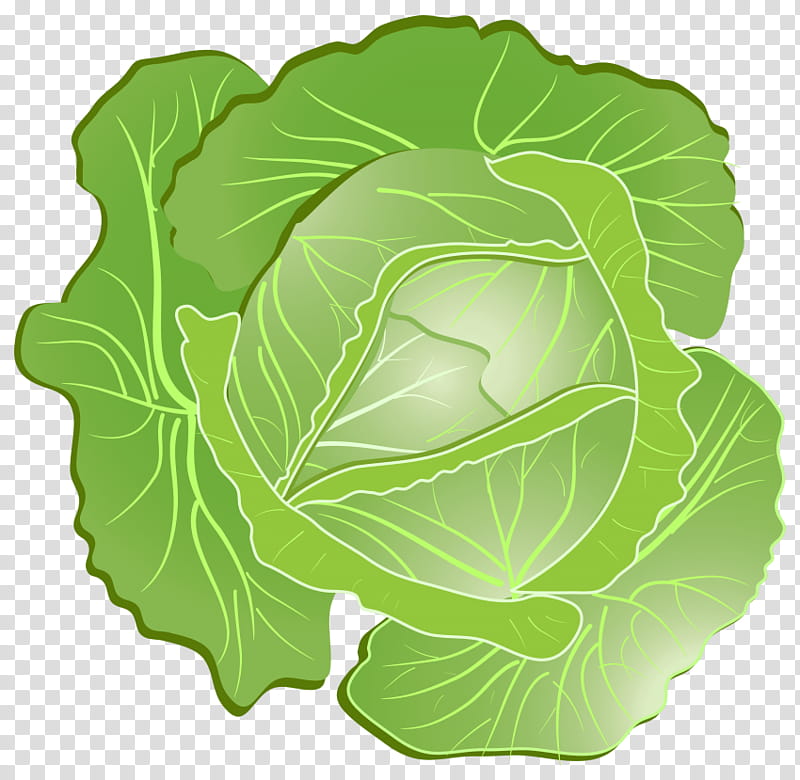 Green Leaf, Cabbage, Vegetable, Greens, Food, Chinese Cabbage, Red Cabbage, Coleslaw transparent background PNG clipart