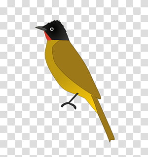 Baltimore Oriole Bird Png, Bird Png Sublimation Design, Bird Png, Bird  Clipart,Bird Portrait Png, Hand Drawn Bird Png, Digital Download