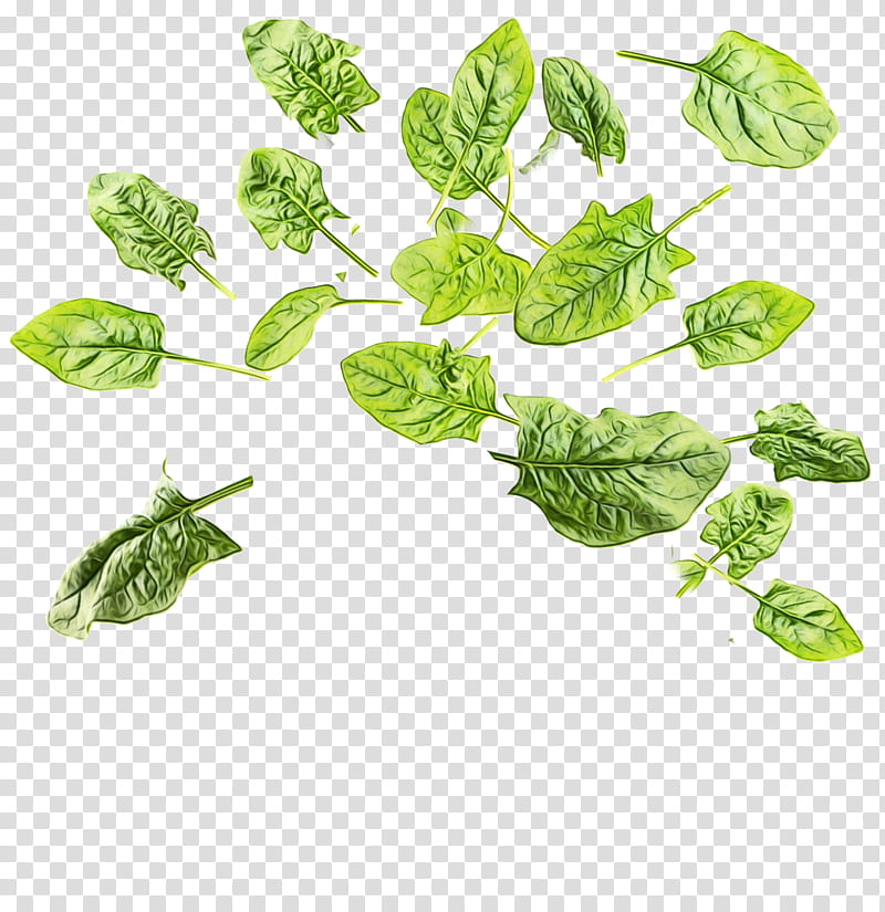 leaf plant basil flower leaf vegetable, Watercolor, Paint, Wet Ink, Tatsoi, Herb transparent background PNG clipart