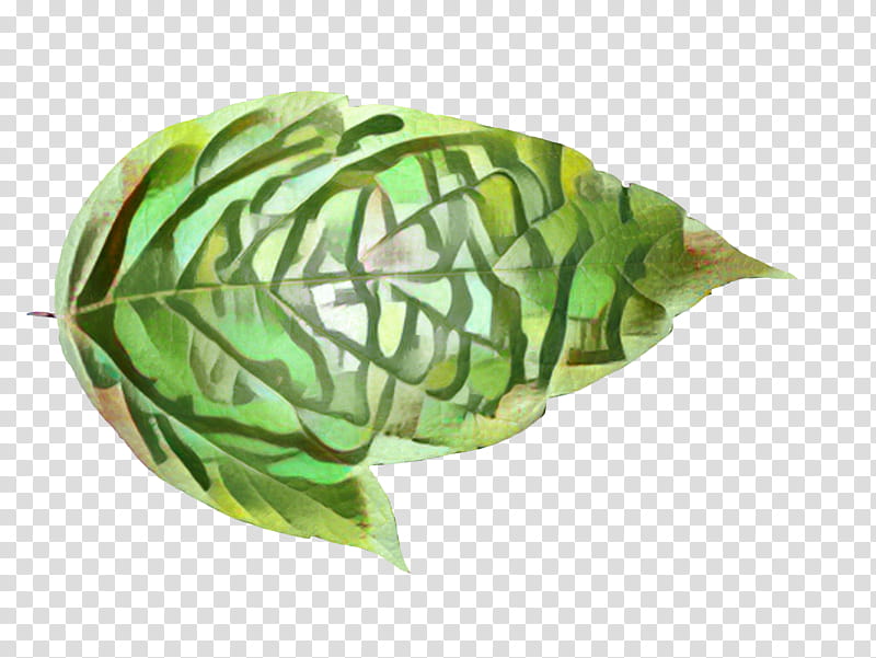 Green Leaf, Plant, Anthurium, Cabbage, Vegetable, Flower, Arum Family, Feather transparent background PNG clipart