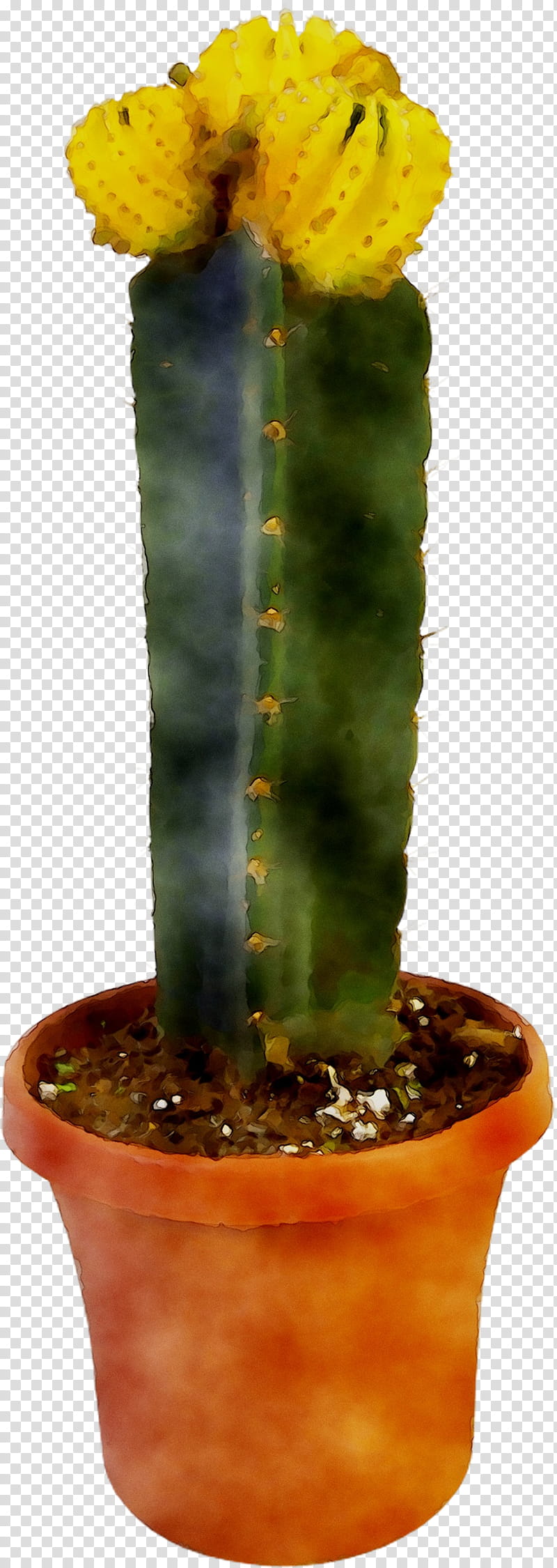 Cactus, Eastern Prickly Pear, Triangle Cactus, Echinocereus, Plant Stem, Plants, Acanthocereus, San Pedro Cactus transparent background PNG clipart