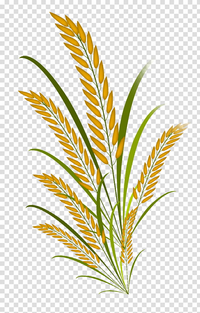 Palm Leaf, Palm Trees, Sesame Oil, Rice Bran Oil, Grasses, Plants, Oil Paint, Plant Stem transparent background PNG clipart