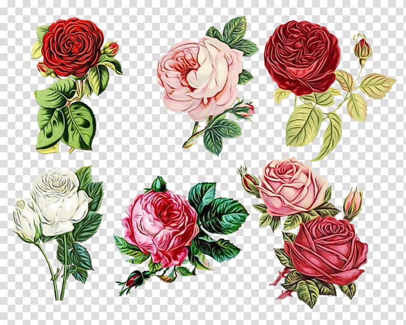Watercolor Pink Flowers, Paint, Wet Ink, Iphone 7, Iphone X, Apple Iphone 8 Plus, Rose, Desktop transparent background PNG clipart