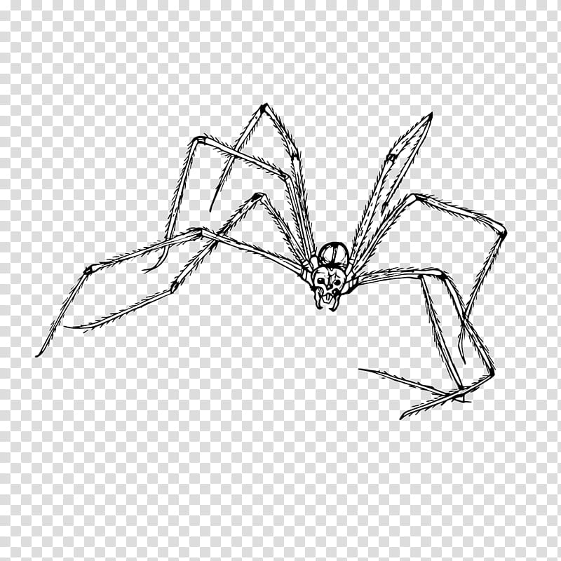 Spiders, Widow Spiders, Insect, Stx G1800ejmvunr Yn, Art, Animal, Cellar Spiders, Art Museum transparent background PNG clipart