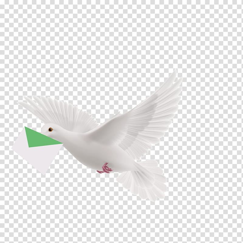 Dove Bird, Homing Pigeon, Typical Pigeons, Pigeon Post, Beak, Release Dove, Peace, Olive Branch transparent background PNG clipart