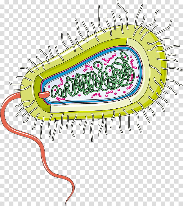 Bacteria, Group A Streptococcus, Gut Flora, Infectious Disease, Infection, Human Microbiota, Group A Streptococcal Infection, Virus transparent background PNG clipart