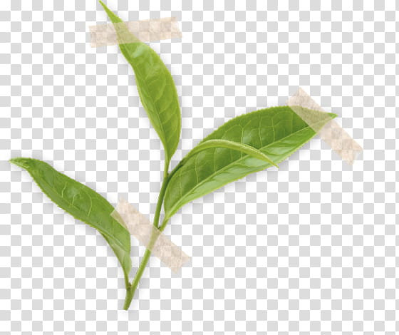Summer Flower, Basil, Plant Stem, Leaf, Communication, Velvet, Vanilla, Holiday transparent background PNG clipart
