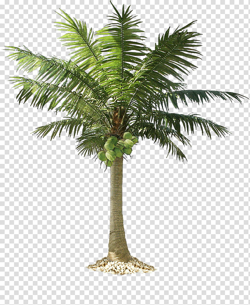 Coconut Tree, Palm Trees, Mexican Fan Palm, California Palm, Trachycarpus Fortunei, Plant, Date Palm, Arecales transparent background PNG clipart
