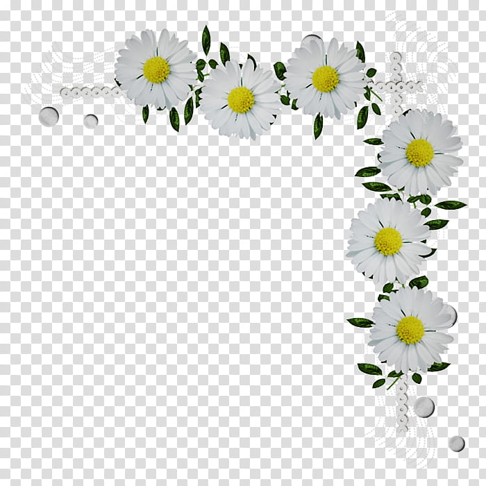 Daisy, Mayweed, Flower, Camomile, Chamomile, Oxeye Daisy, Chamaemelum Nobile, Plant transparent background PNG clipart