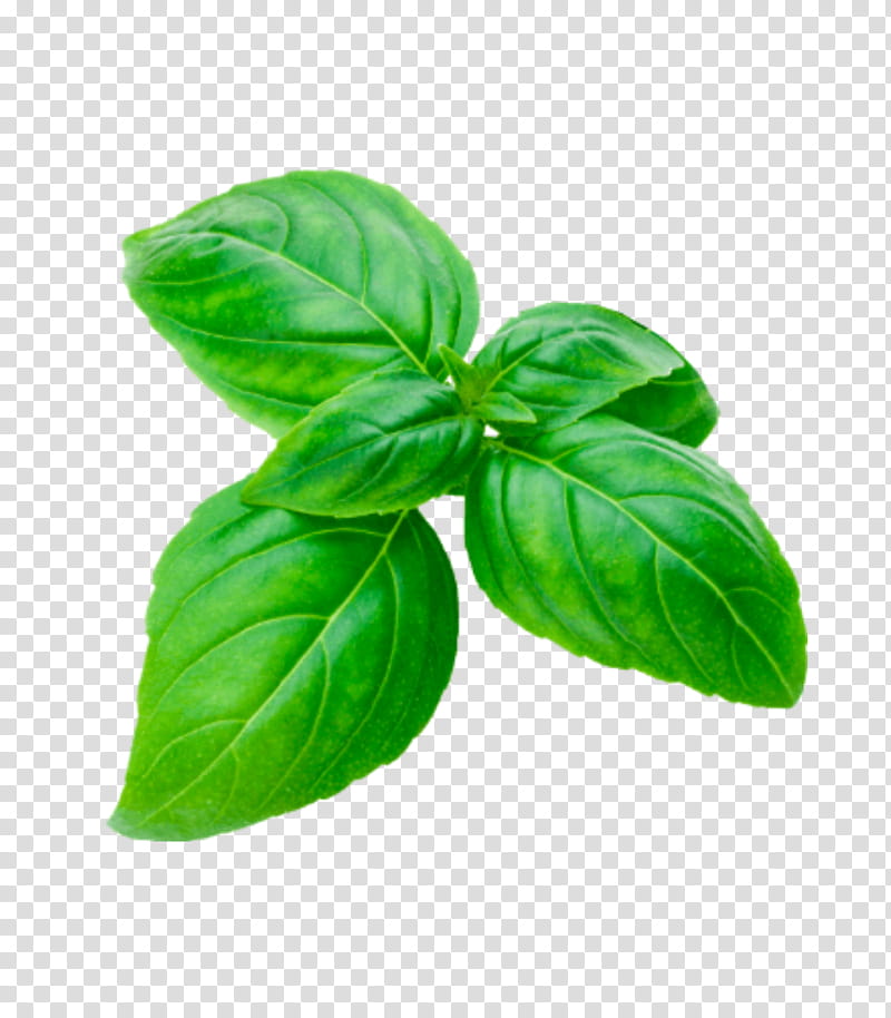 Lemon Leaf, Basil, Lemon Basil, Genovese Basil, Plant, Food, Vegetable, Herb transparent background PNG clipart