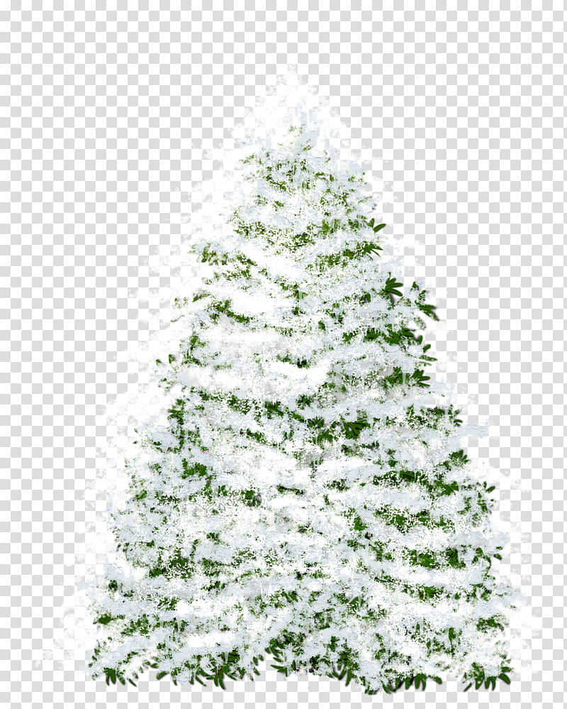 Christmas fir, white Christmas tree transparent background PNG clipart