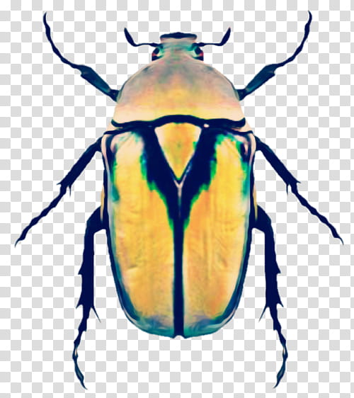 Elephant, Polyphaga, Weevil, Jewel Scarab, Scarabs, Insect Wing, Stag Beetle, Rhinoceros Beetles transparent background PNG clipart