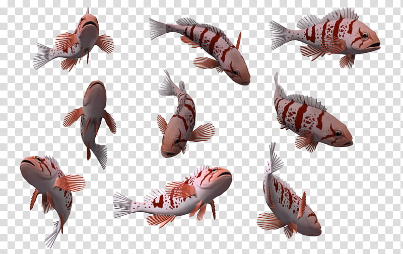 Fish Set , white-and-red fish transparent background PNG clipart