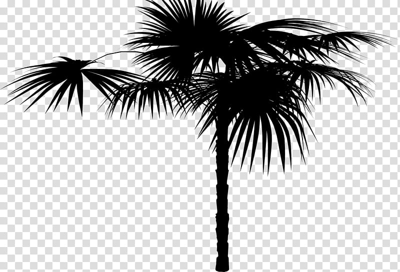 Palm Tree Silhouette, Asian Palmyra Palm, Date Palm, Palm Trees, Sky, Borassus, Arecales, Woody Plant transparent background PNG clipart