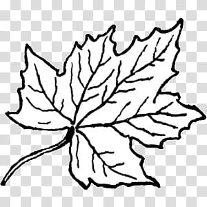 black and white II, maple leaf illustration transparent background PNG clipart