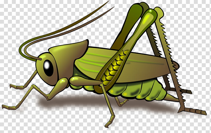 insect grasshopper cricket-like insect mantidae cricket, Cricketlike Insect, Pest transparent background PNG clipart