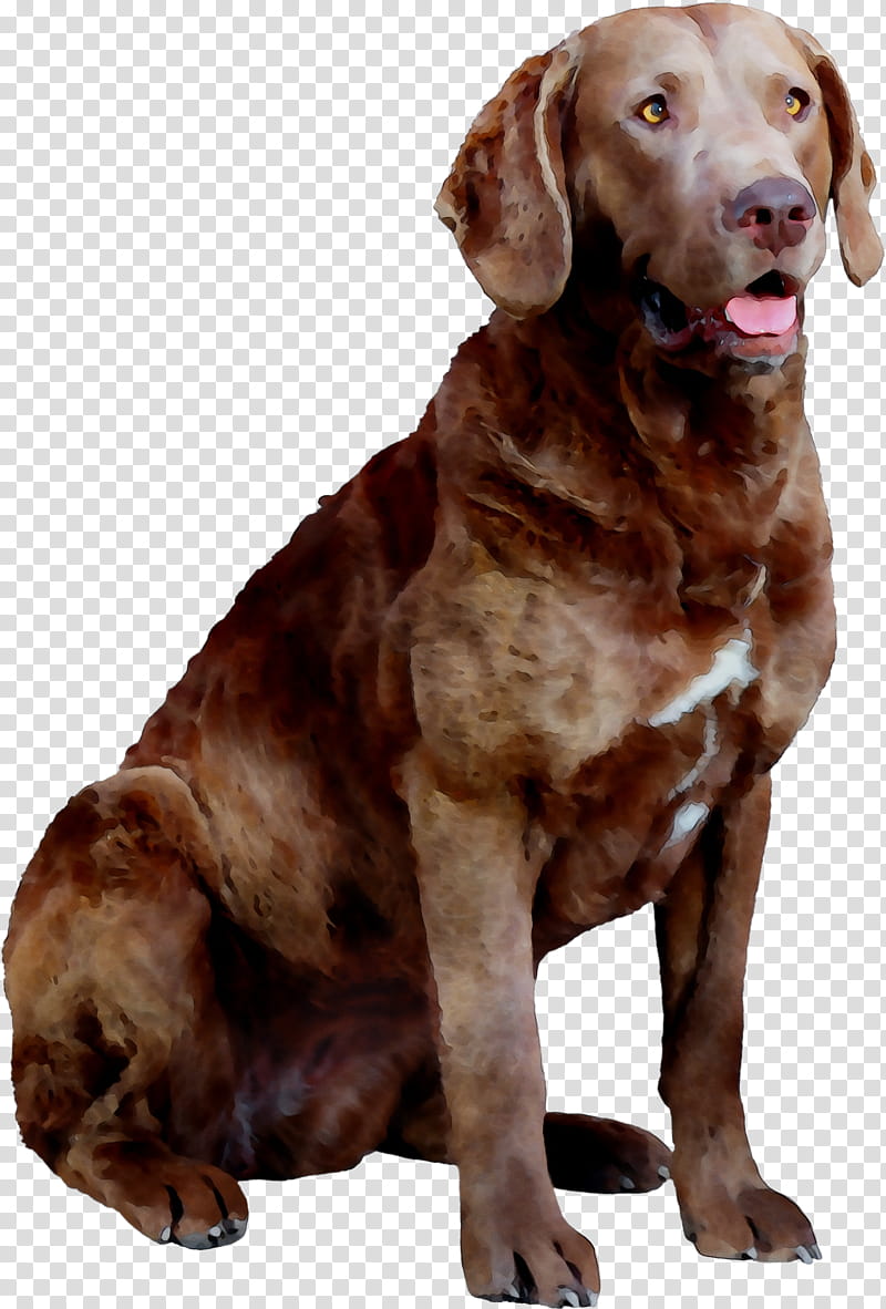 Cartoon Dog, Chesapeake Bay Retriever, Labrador Retriever, Hunting Dog, Companion Dog, Snout, Breed, Sporting Group transparent background PNG clipart