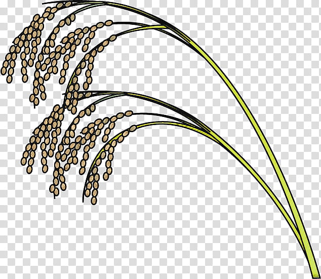 plant grass grass family flower sweet grass, Hierochloe, Elymus Repens, Millet, Sedge Family transparent background PNG clipart