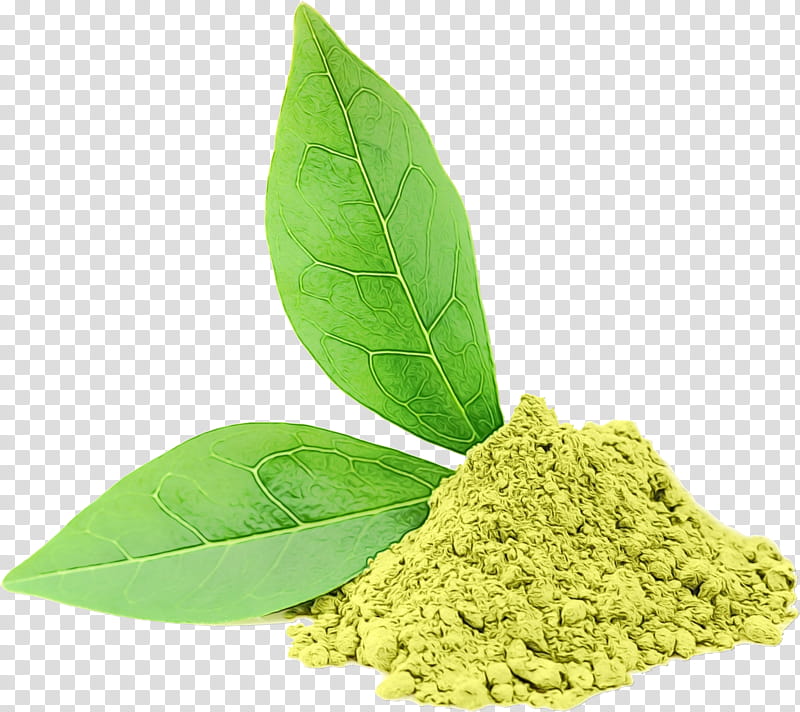 Aloe Vera Leaf, Watercolor, Paint, Wet Ink, Green Tea, Hibiscus Tea, Phenolic Content In Tea, Extract transparent background PNG clipart