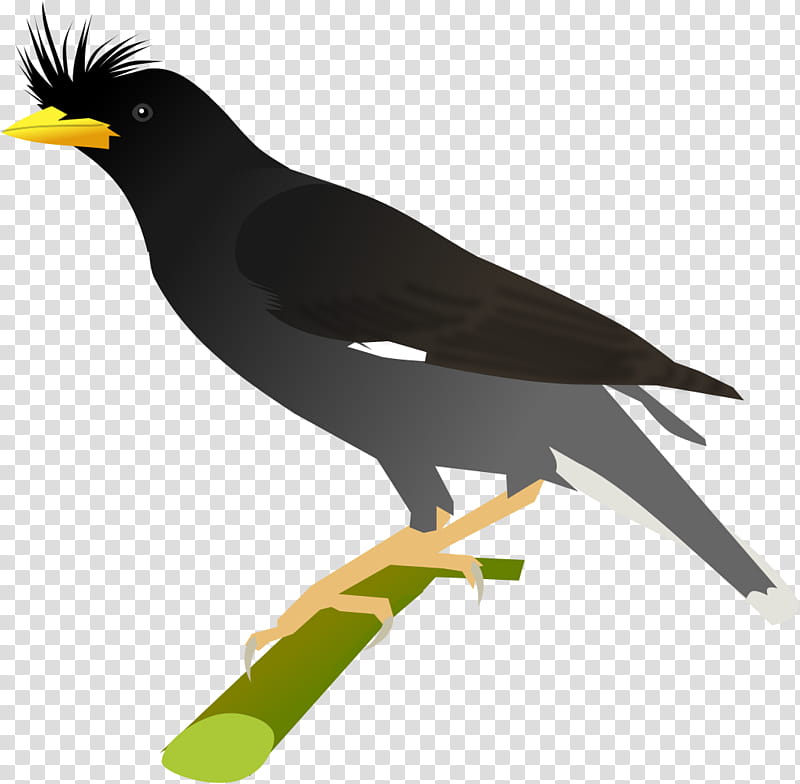 Bird, Common Myna, Crows, Finches, Great Myna, Old World Orioles, Bank Myna, Beak transparent background PNG clipart