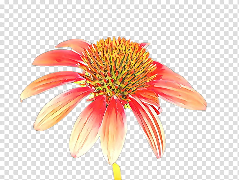 Orange, Purple Coneflower, Petal, Plant, Gerbera, Pink, Gazania transparent background PNG clipart