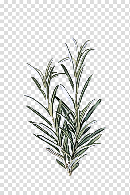 Rosemary, Plant, Leaf, Flower, Grass, Herb, Terrestrial Plant, Flowering Plant transparent background PNG clipart