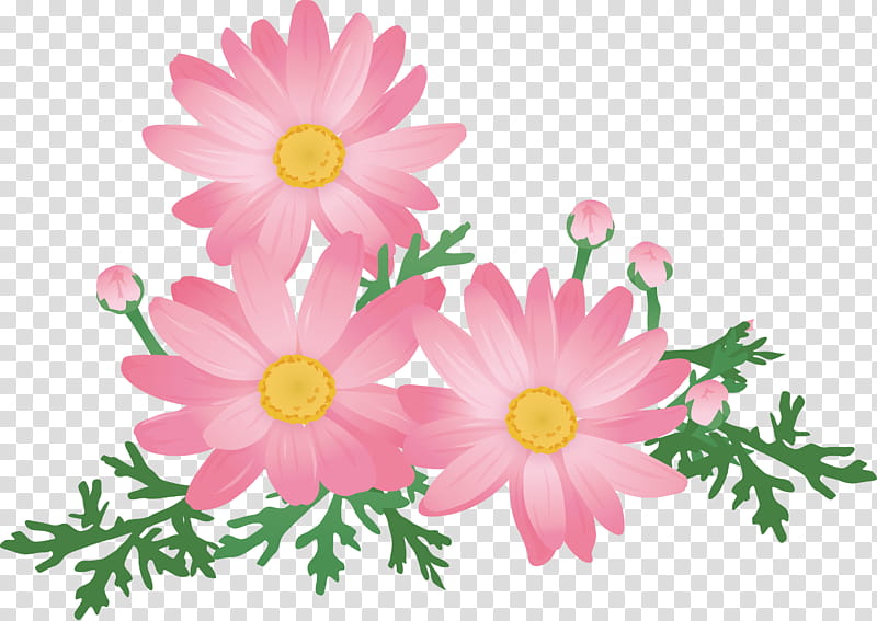 Daisy, Flower, Pink, Petal, Plant, Marguerite Daisy, Chamomile, Cut Flowers transparent background PNG clipart