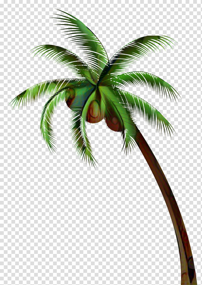 Date Tree Leaf, Asian Palmyra Palm, Coconut, Palm Trees, Date Palm, Plant Stem, Plants, Borassus transparent background PNG clipart