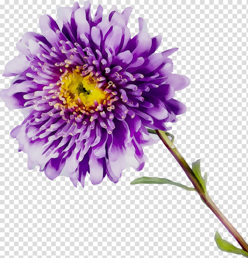 Flowers, Aster, Chrysanthemum, Cut Flowers, Purple, Annual Plant, Plants, Petal transparent background PNG clipart