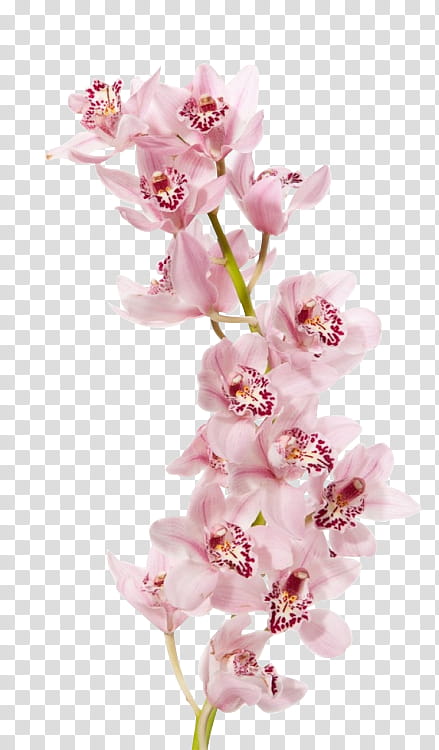 Cherry Blossom Flower, Orchids, Boat Orchid, John Friedman Flowers Lc, Flower Bouquet, Dendrobium, Pink, Pink Flowers transparent background PNG clipart