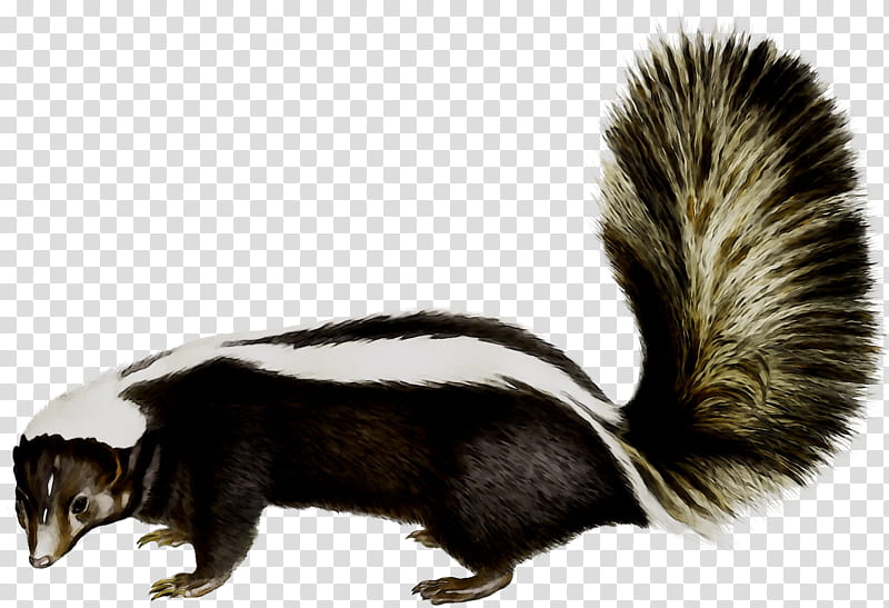 Fox, Squirrel, Fur, Fox Squirrel, European Polecat, Skunk, Animal, Striped Skunk transparent background PNG clipart