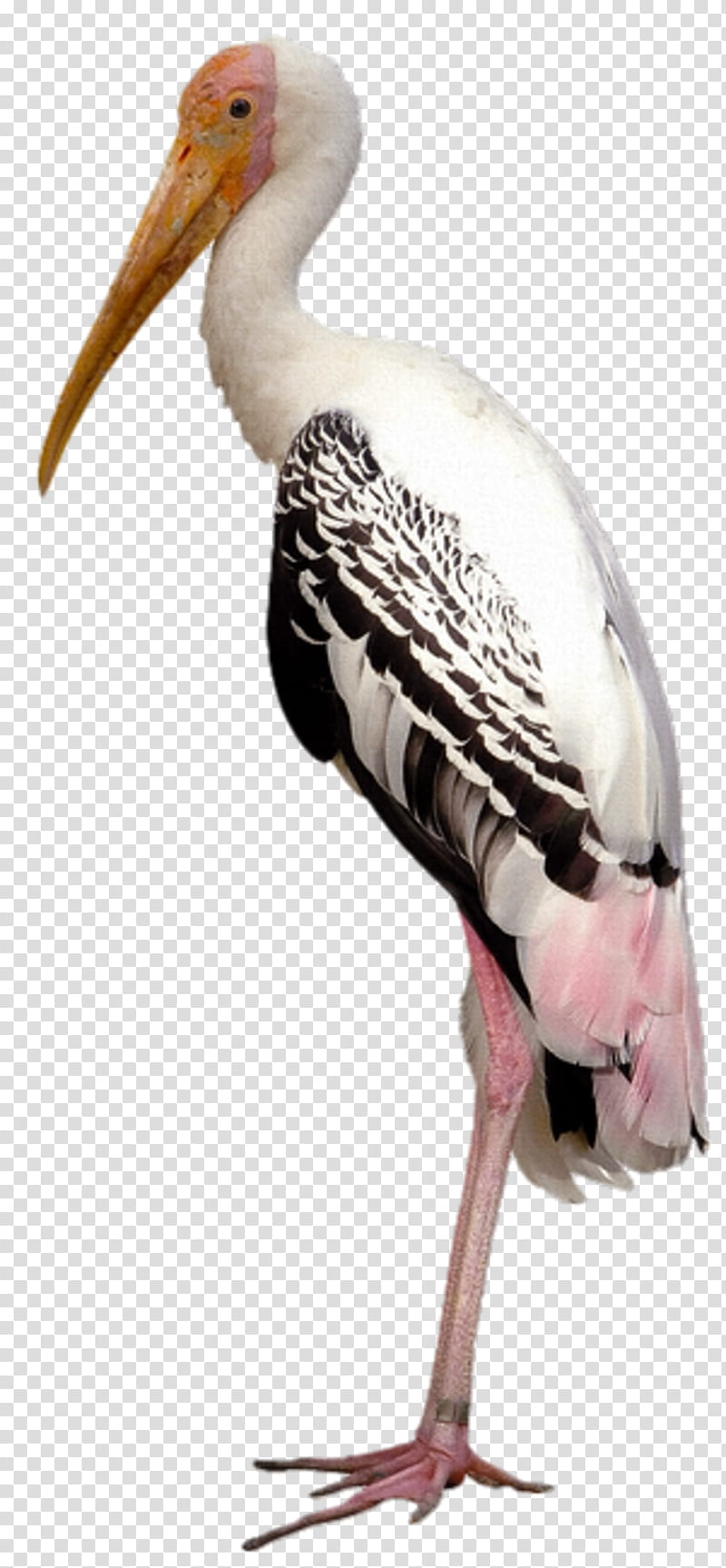 Painting, Marabou Stork, Painted Stork, Ciconia, Animal, Bird, Beak, Heron transparent background PNG clipart