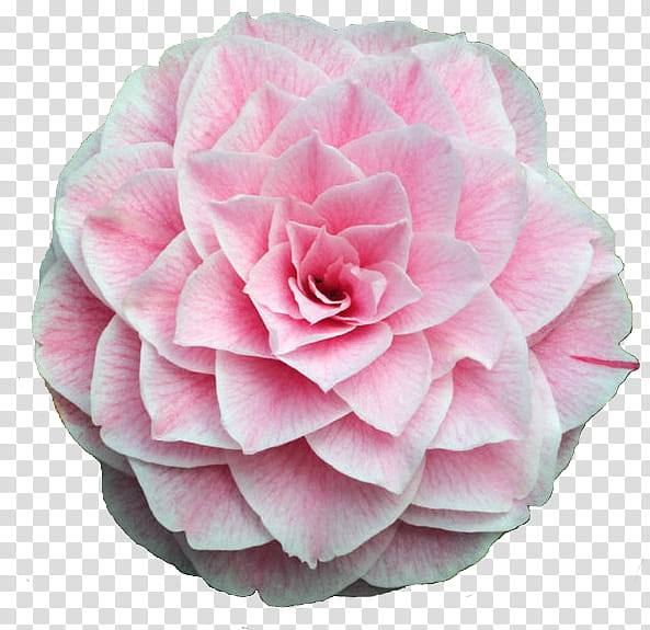 Rose, Pink, Petal, Flower, Plant, Japanese Camellia, Rose Family, Flowering Plant transparent background PNG clipart