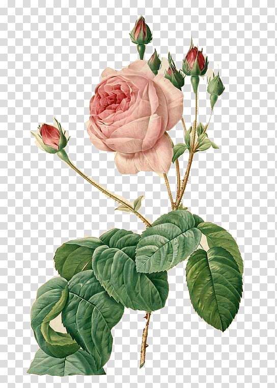 retro flowers, pink-petaled rose illustration transparent background PNG clipart